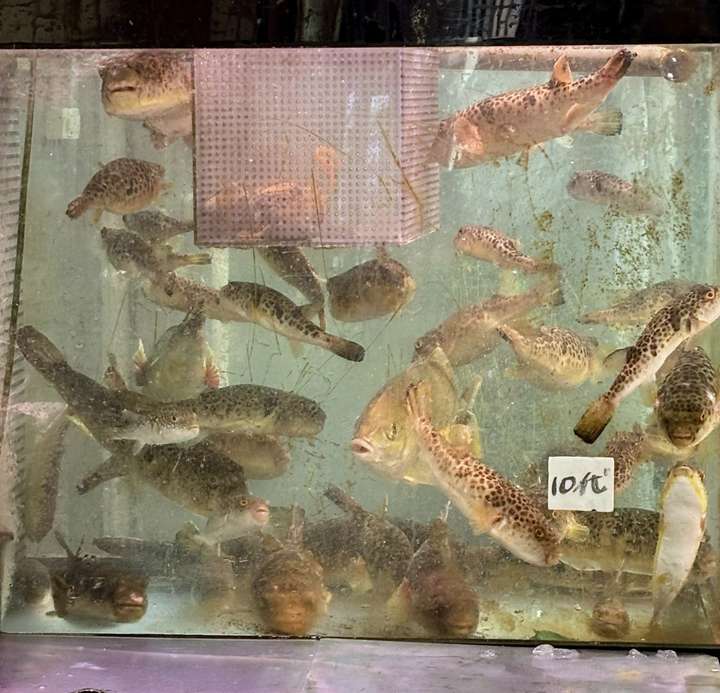 Live Fish