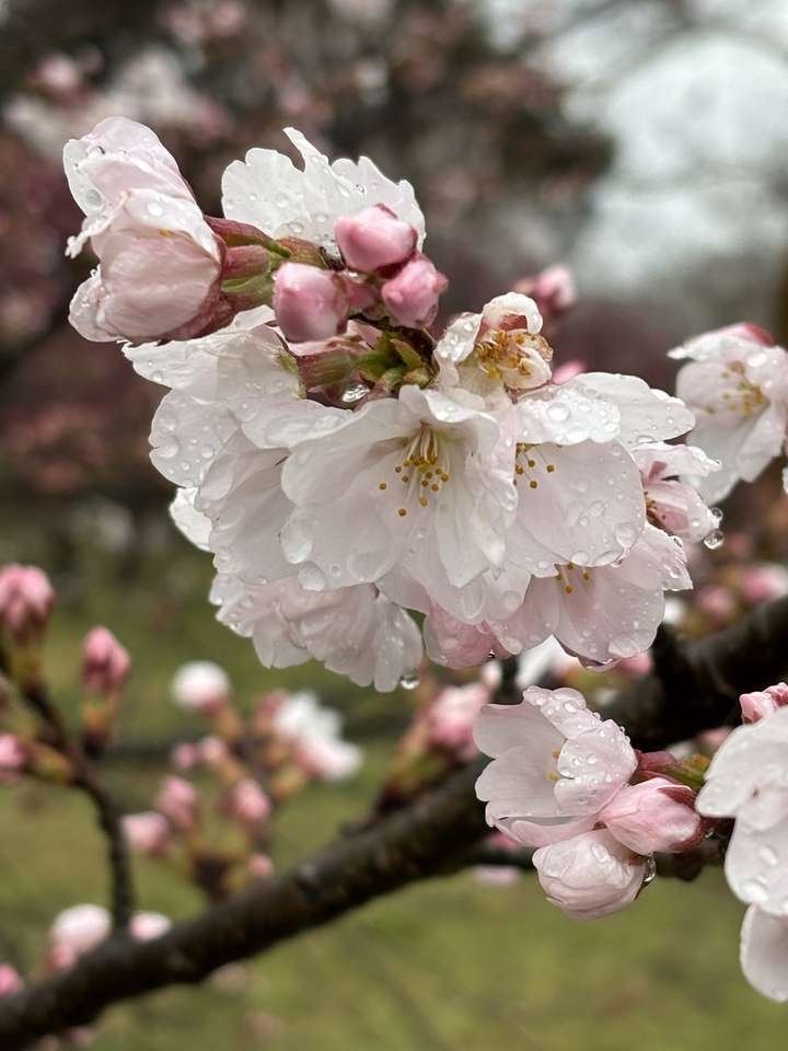 Kyoto Botanic Gardens