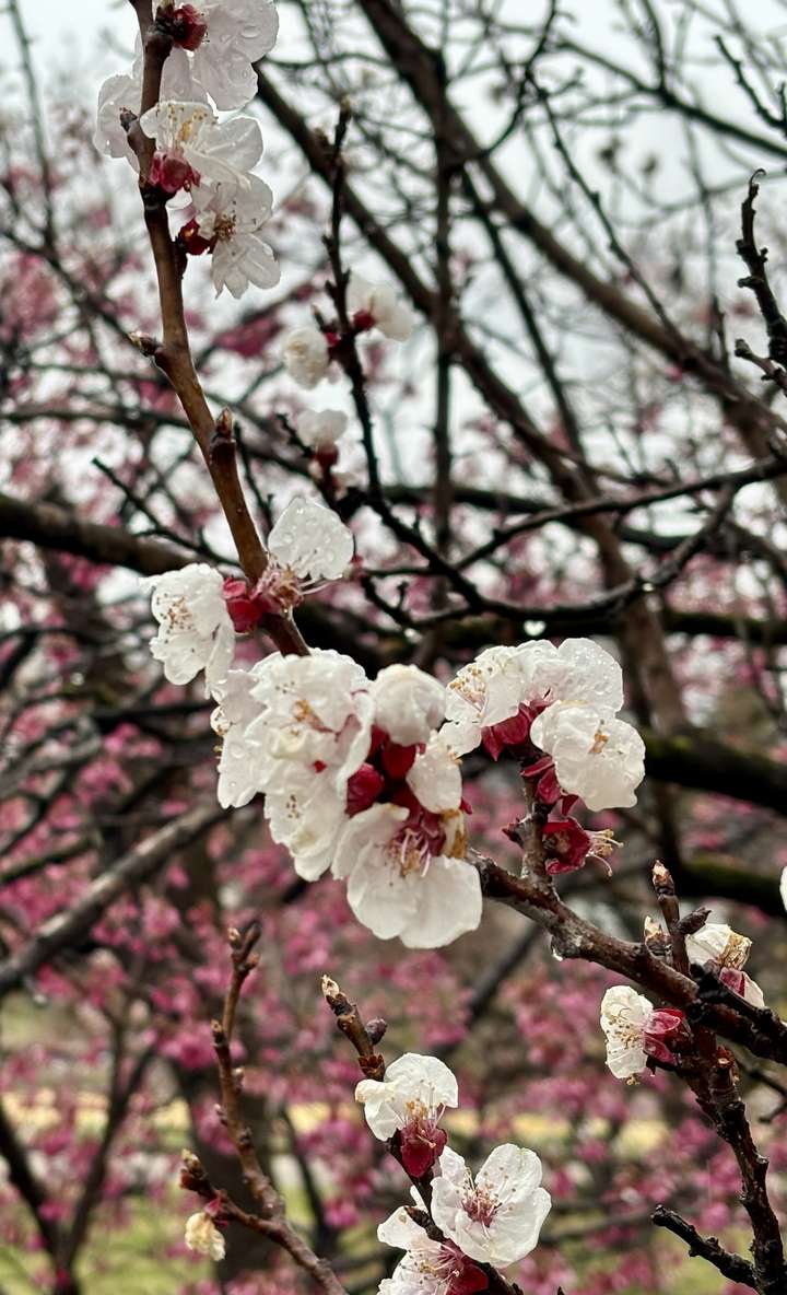 Kyoto Botanic Gardens