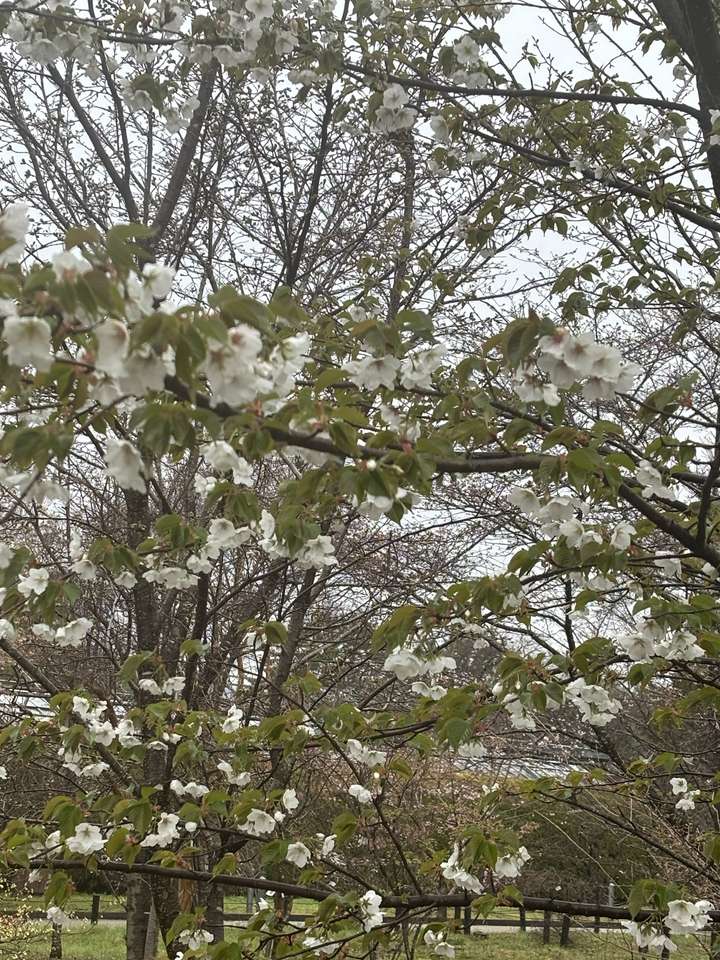 Kyoto Botanic Gardens