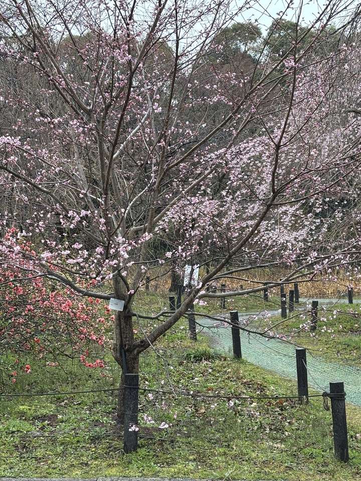 Kyoto Botanic Gardens