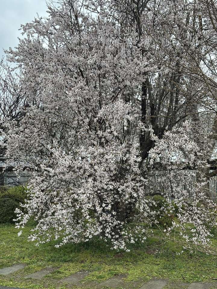 Kyoto Botanic Gardens