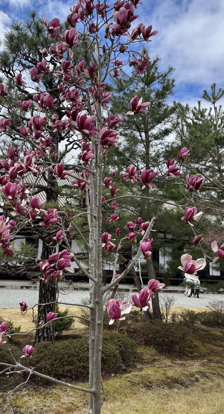 Grounds of Sanjusangen-do temple