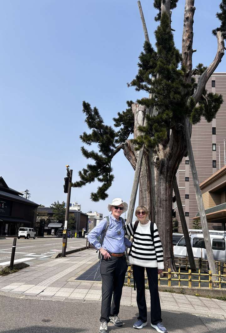 Umbrella Pine